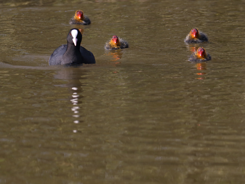 Vogels